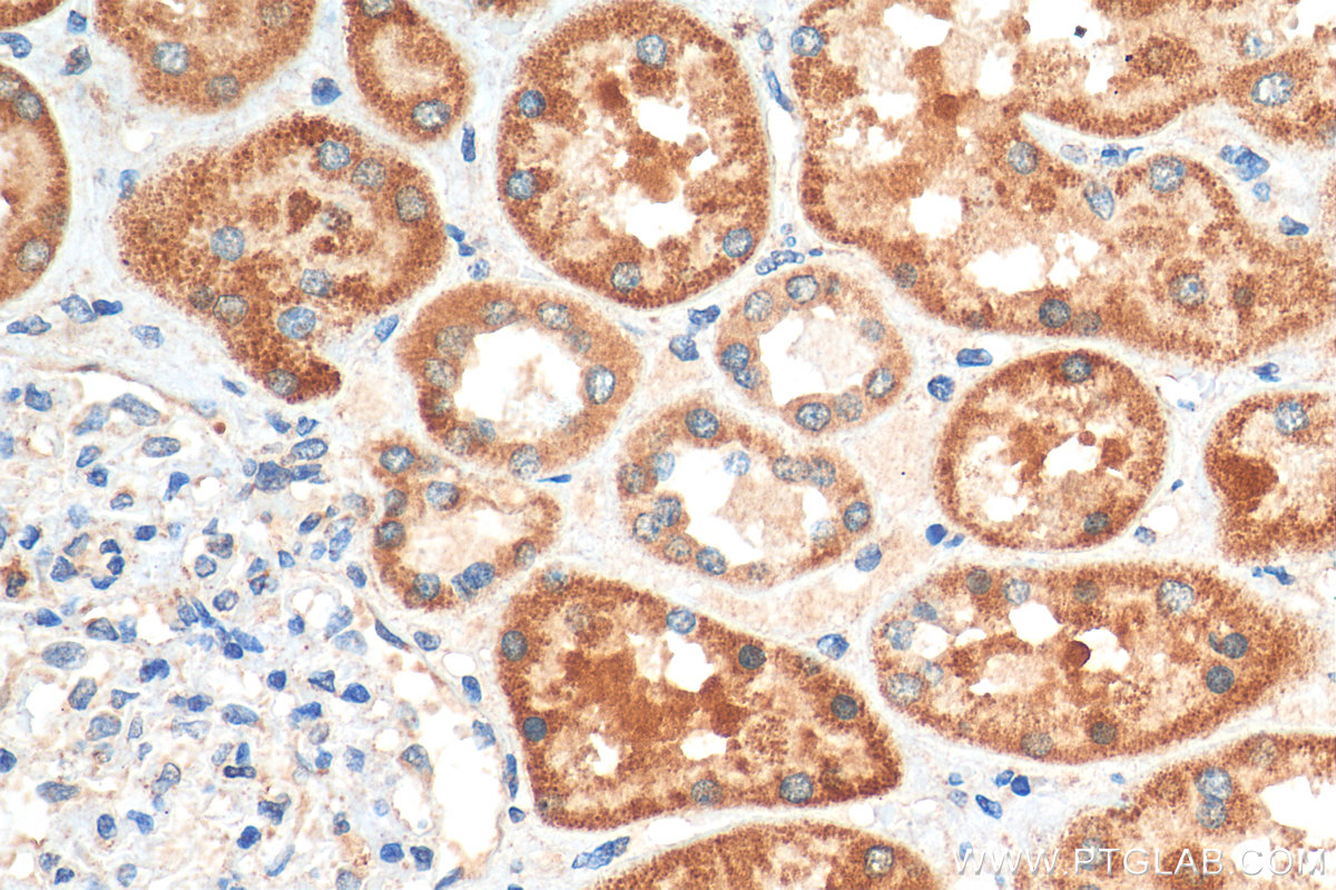 IHC staining of human kidney using 17906-1-AP