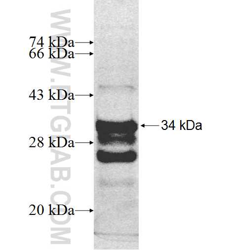 NECAP2 fusion protein Ag9094 SDS-PAGE NECAP2 fusion protein Ag9094 SDS-PAGE