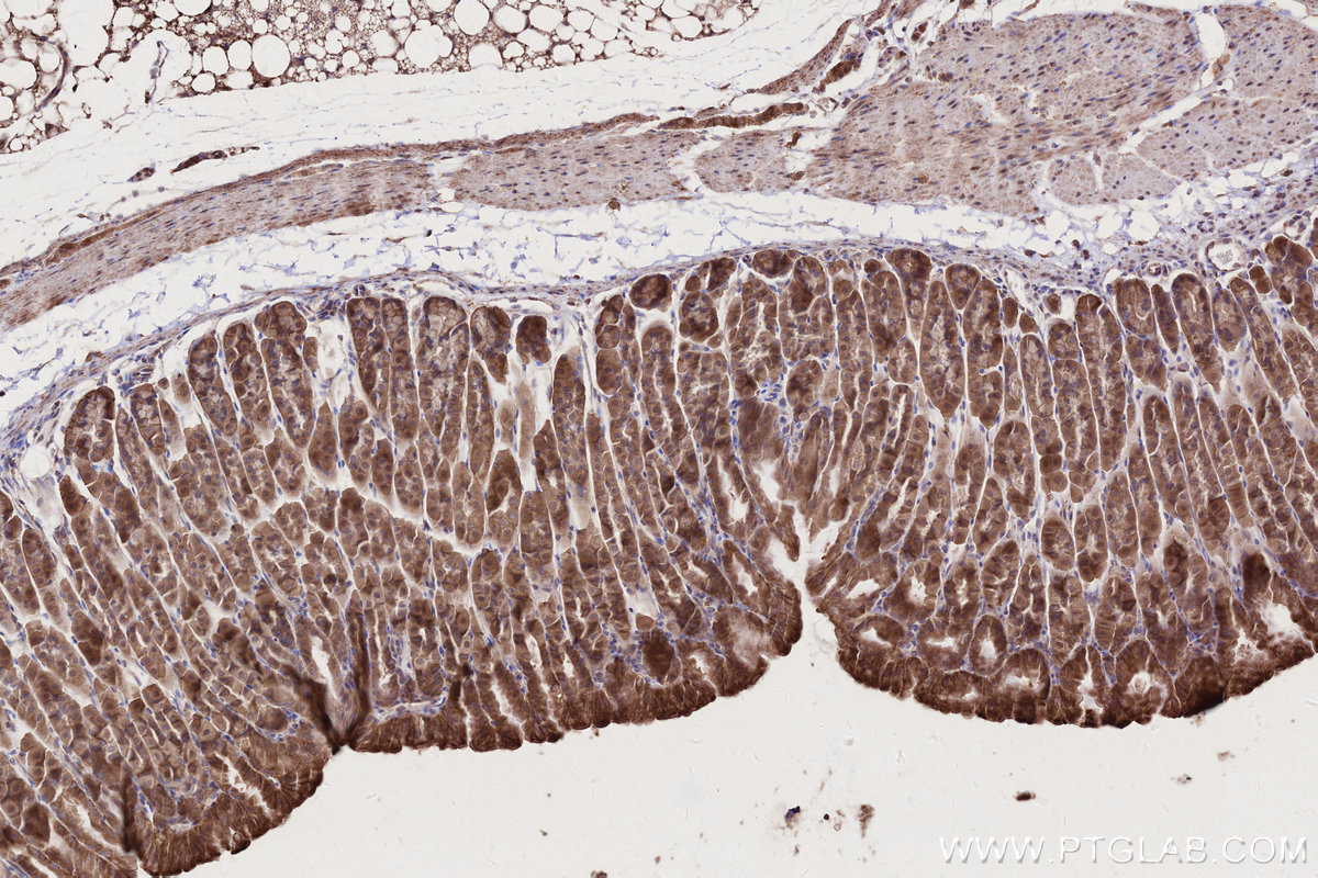 IHC staining of mouse stomach using 13993-1-AP