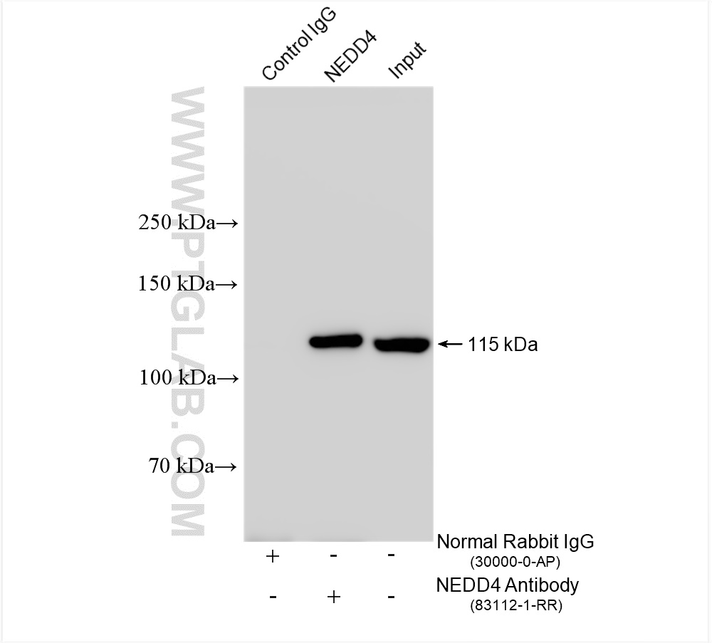 IP experiment of NIH/3T3 using 83112-1-RR