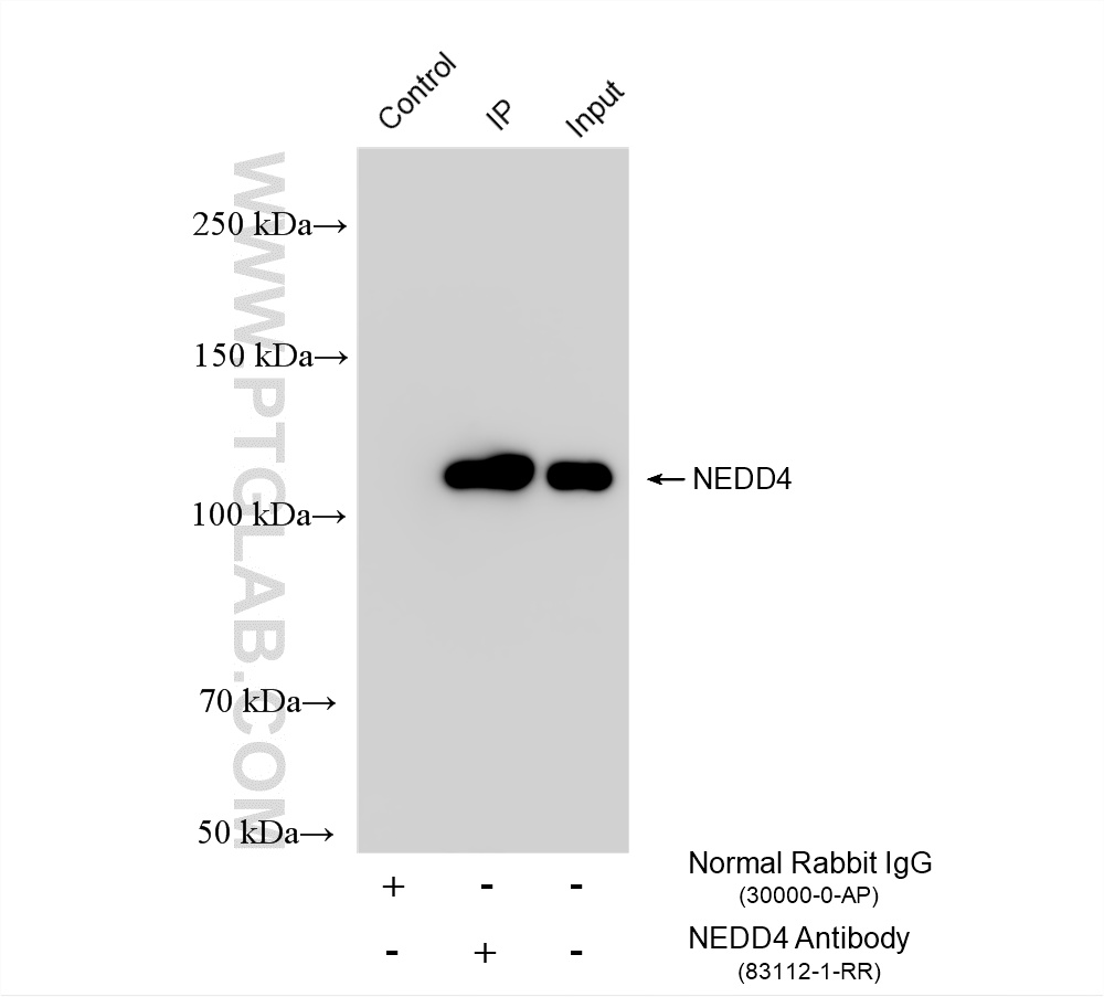 IP experiment of NIH/3T3 using 83112-1-RR (same clone as 83112-1-PBS)