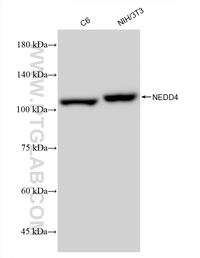 WB analysis using 83112-4-RR (same clone as 83112-4-PBS)