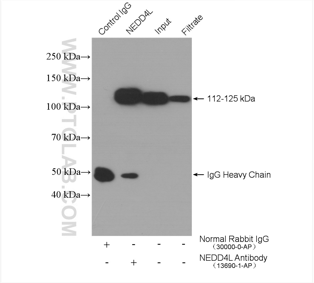 IP experiment of C6 using 13690-1-AP