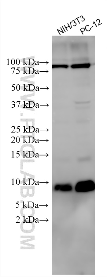 Various lysates were subjected to SDS PAGE followed by western blot with 16777-1-AP (NEDD8 antibody) at dilution of 1:8000 incubated at room temperature for 1.5 hours. WB analysis using 16777-1-AP