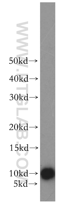 NEDD8 Polyclonal antibody