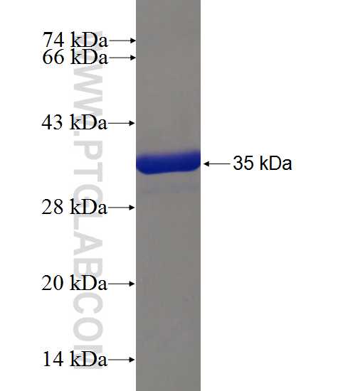 NEDD8 fusion protein Ag10154 SDS-PAGE