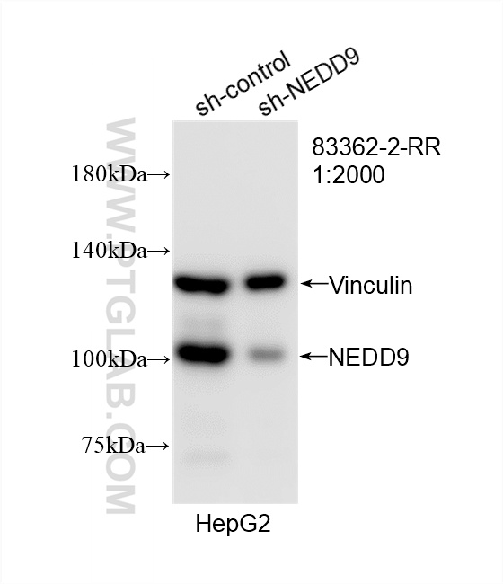 WB analysis of HepG2 using 83362-2-RR (same clone as 83362-2-PBS)