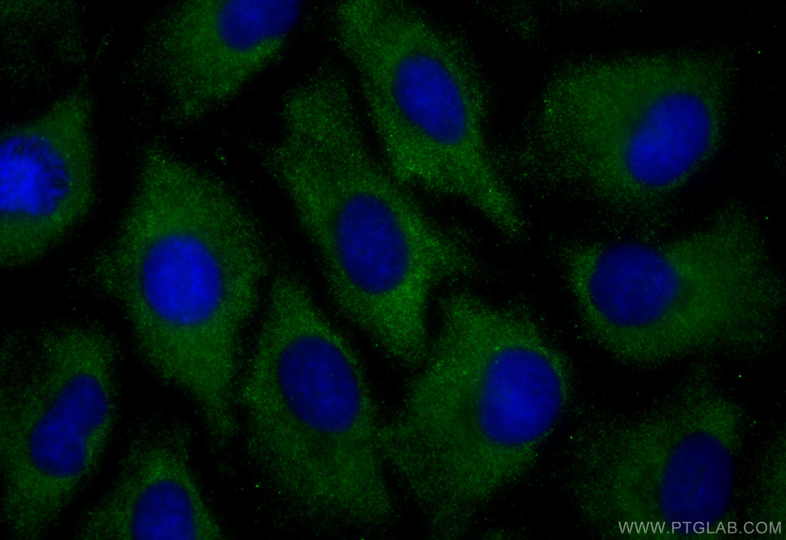 IF Staining of A549 using CL488-83362-2