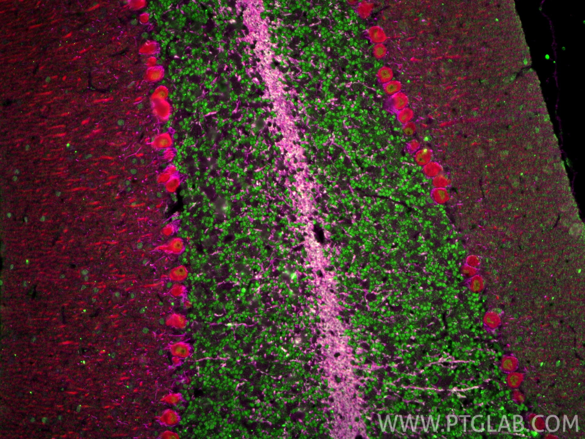 IF Staining of mouse cerebellum using 18934-1-AP IF Staining of mouse cerebellum using 18934-1-AP
