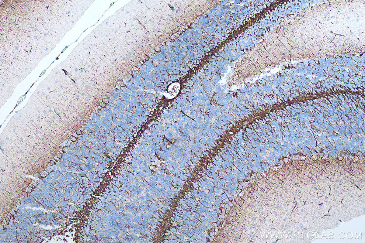 IHC staining of mouse cerebellum using 60189-1-Ig