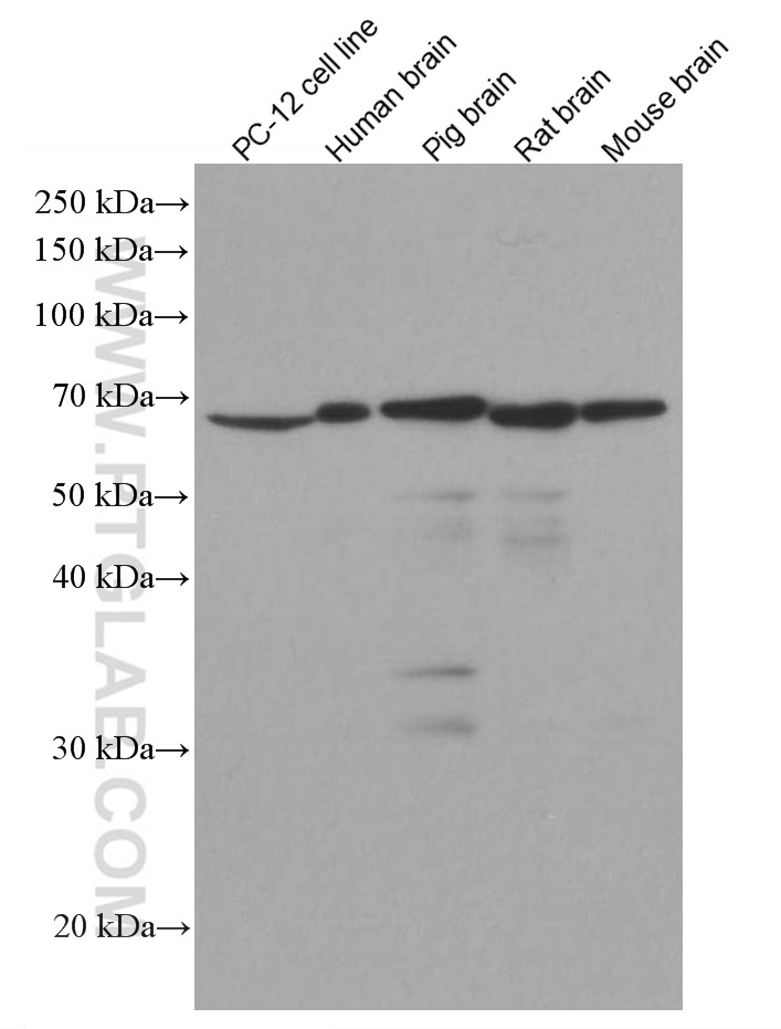 WB analysis using 60189-1-Ig