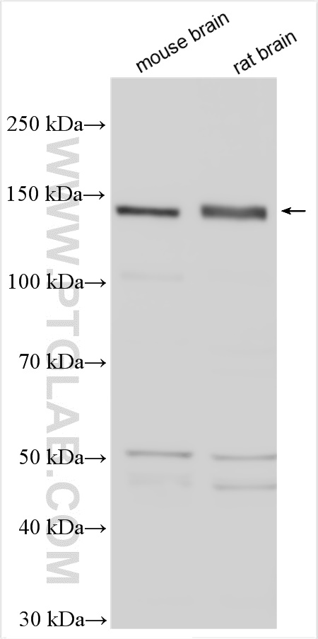 WB analysis using 25805-1-AP