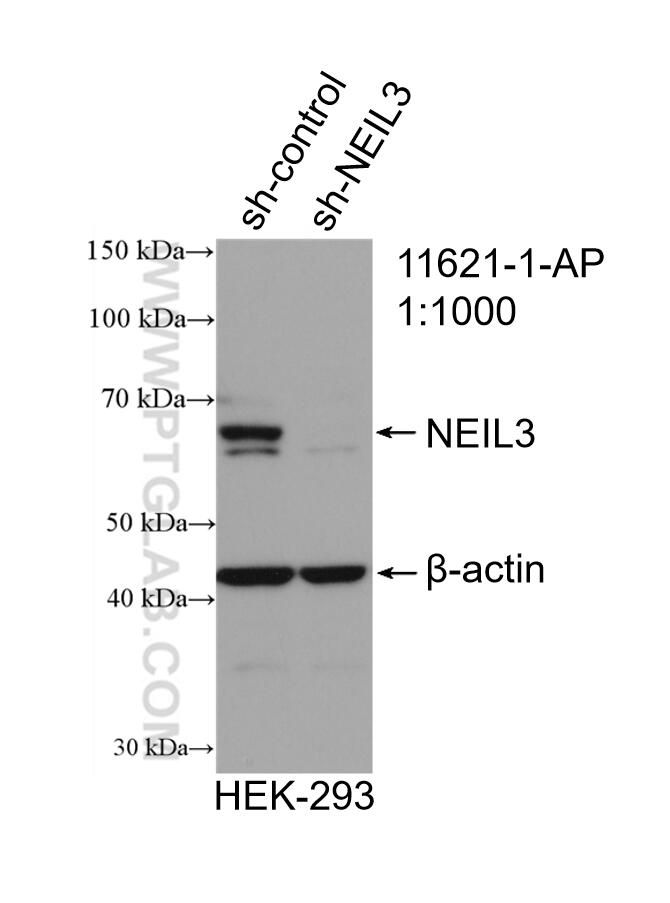 WB analysis of HEK-293 using 11621-1-AP