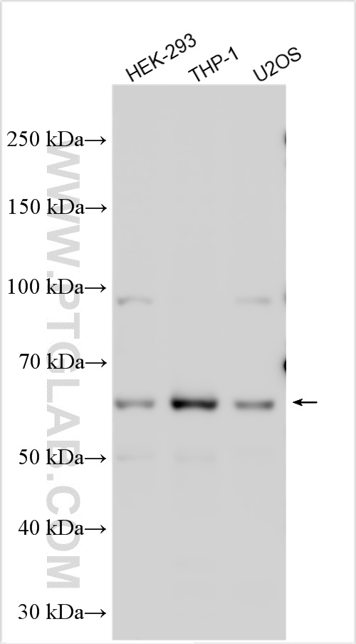 WB analysis using 11621-1-AP