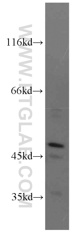 NEK2 Polyclonal antibody