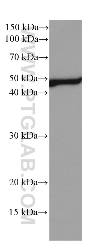 WB analysis of human peripheral blood leukocyte using 66632-1-Ig