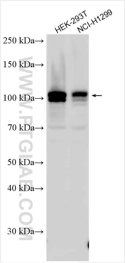 WB analysis using 31389-1-AP