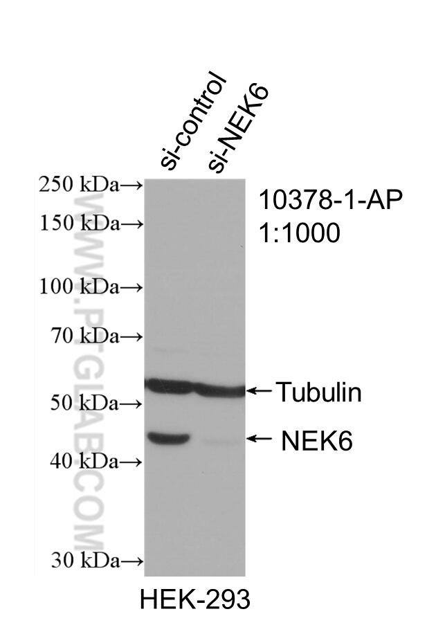 WB analysis of HEK-293 using 10378-1-AP