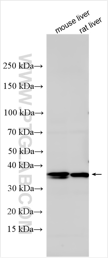 WB analysis using 28070-1-AP