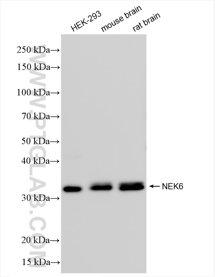 WB analysis using 85728-1-RR (same clone as 85728-1-PBS) WB analysis using 85728-1-RR (same clone as 85728-1-PBS)