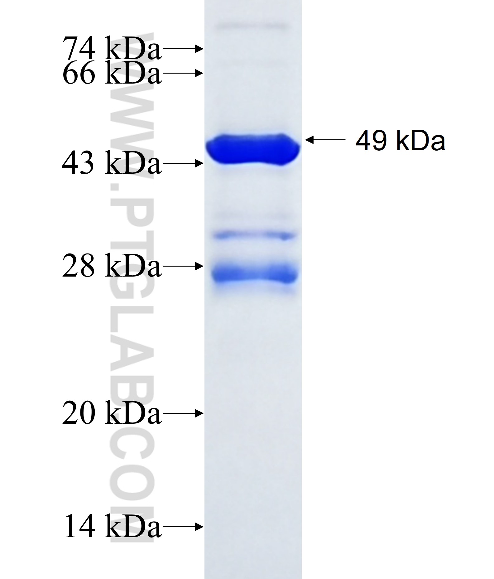 NEK6 fusion protein Ag0266 SDS-PAGE