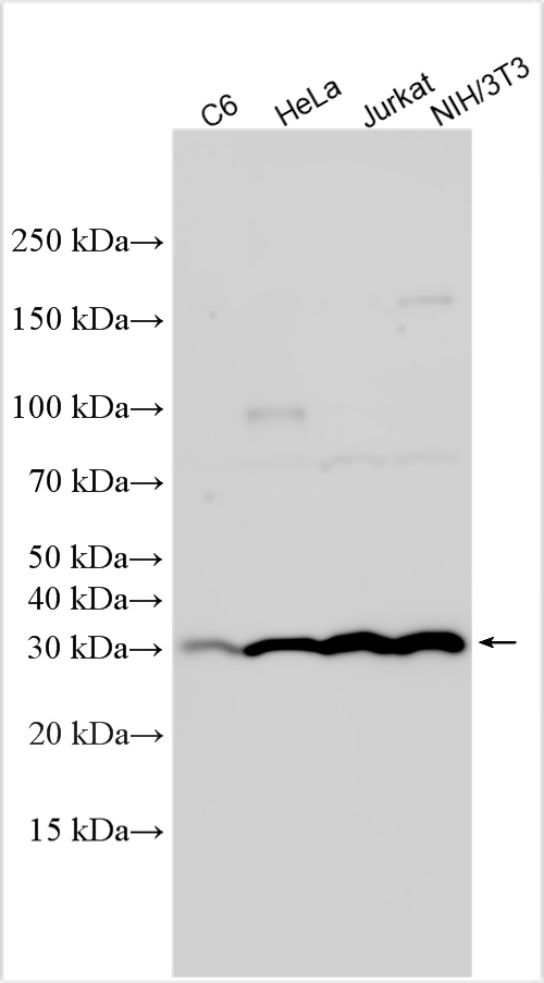 WB analysis using 31422-1-AP