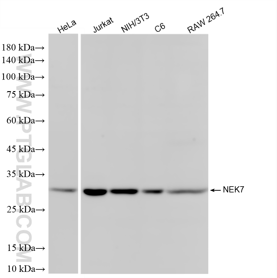 WB analysis using 87253-1-RR WB analysis using 87253-1-RR