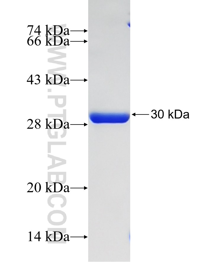 NEK7 fusion protein Ag33629 SDS-PAGE