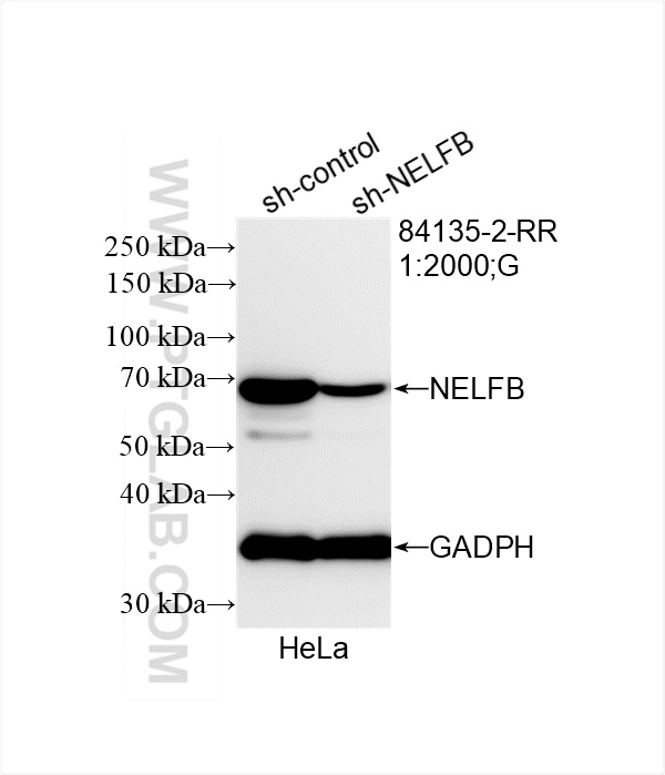 WB analysis of HeLa using 84135-2-RR