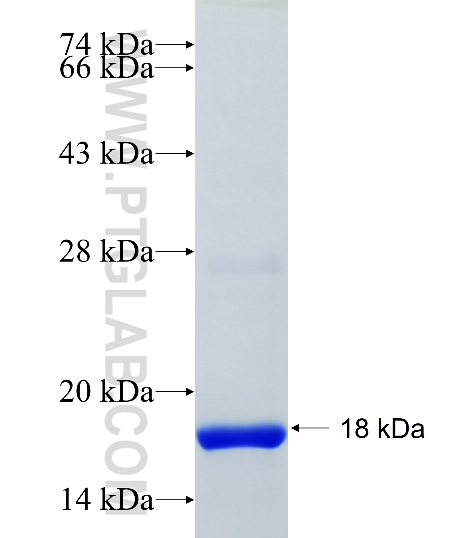 NELF fusion protein Ag34874 SDS-PAGE