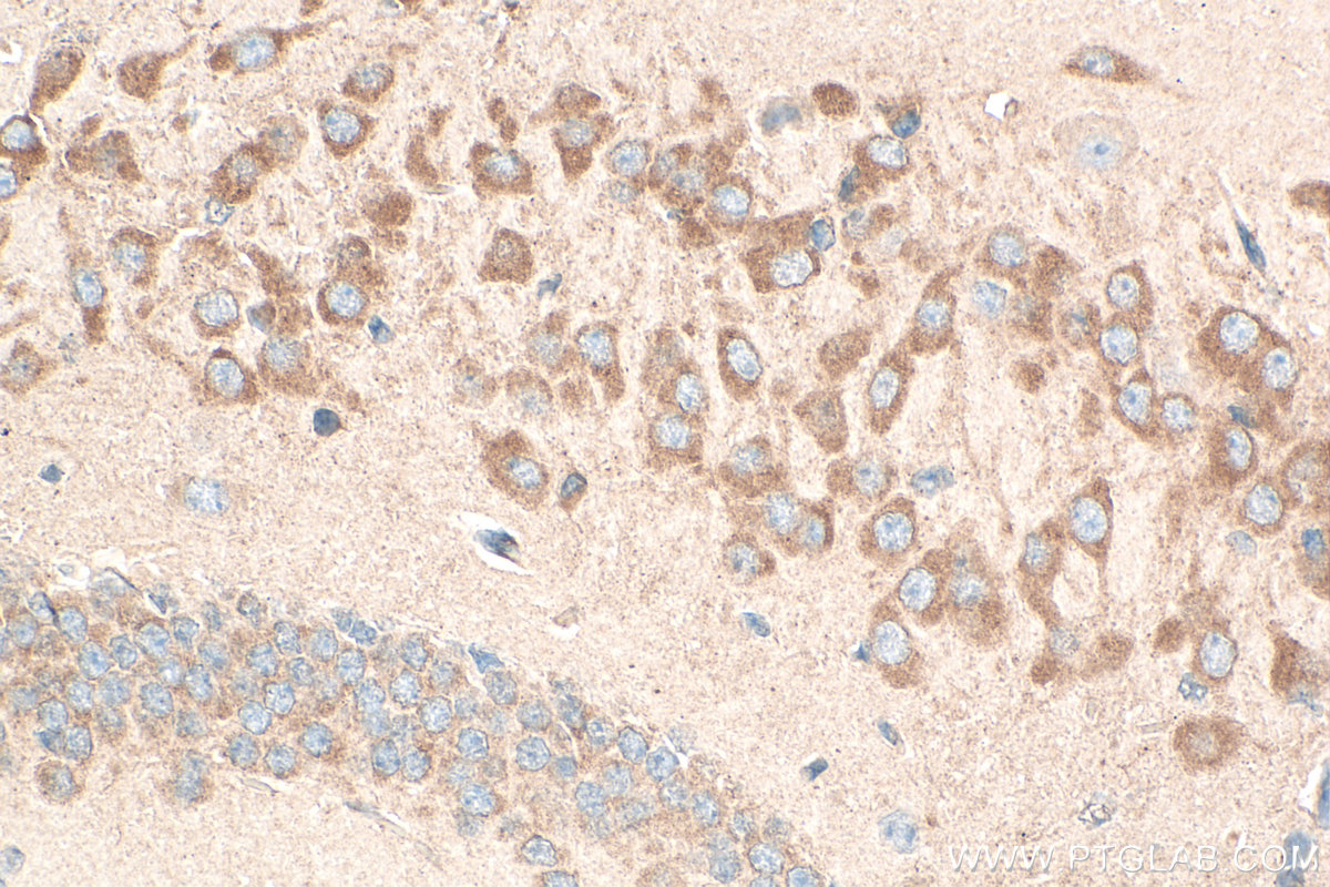 Immunohistochemical analysis of paraffin-embedded mouse brain tissue slide using 11268-1-AP (NELL2 antibody) at dilution of 1:500 (under 40x lens). Heat mediated antigen retrieval with Tris-EDTA buffer (pH 9.0). IHC staining of mouse brain using 11268-1-AP