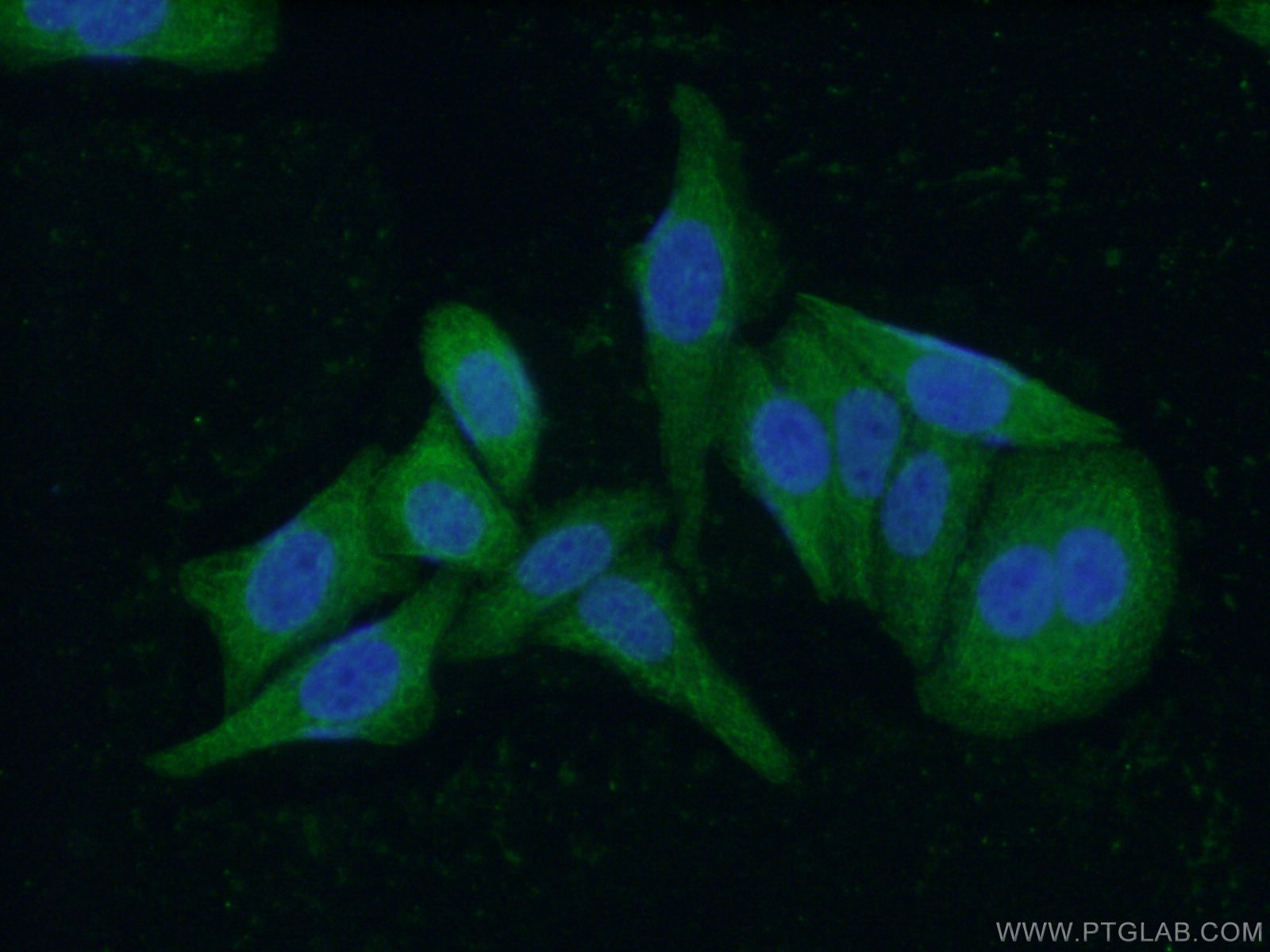 IF Staining of HepG2 using 60131-1-Ig