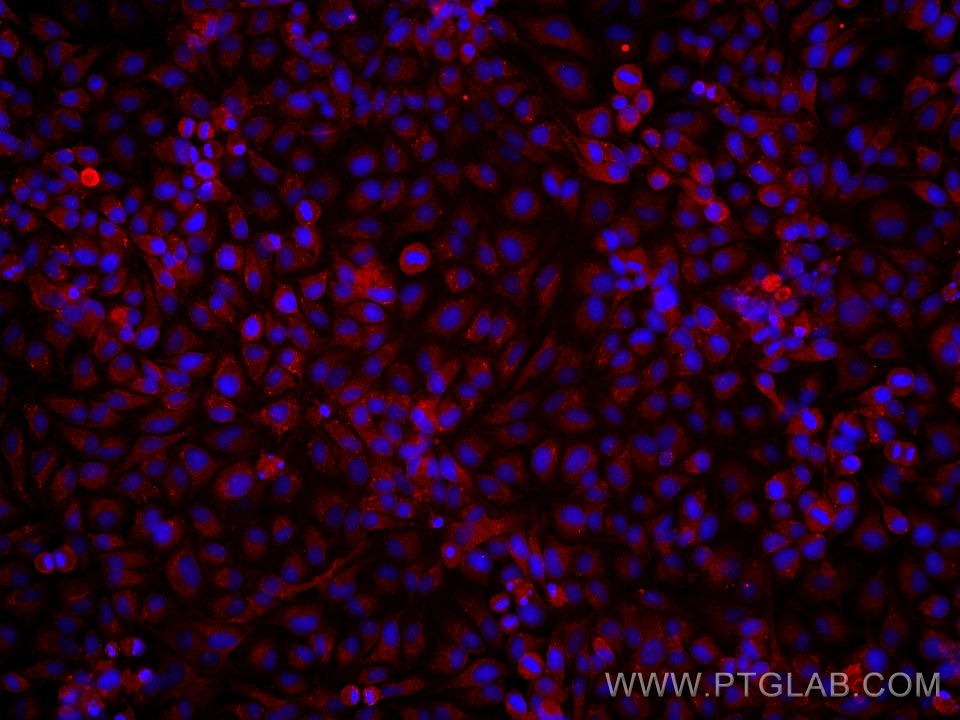 Immunofluorescent analysis of (4% PFA) fixed HeLa cells using Neudesin/NENF antibody (60131-1-Ig, Clone: 4G9E12 ) at dilution of 1:1900 and Multi-rAb CoraLite® Plus 594-Goat Anti-Mouse Recombinant Secondary Antibody (H+L) (Cat.NO. RGAM004 ). IF Staining of HeLa using 60131-1-Ig