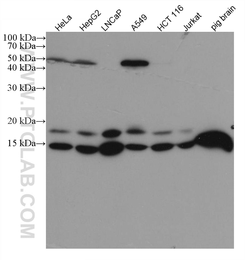 WB analysis using 60131-1-Ig