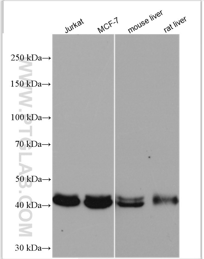 WB analysis using 10150-2-AP