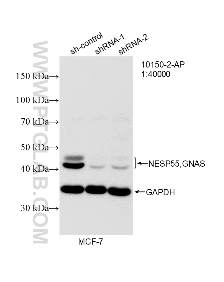 WB analysis of MCF-7 using 10150-2-AP WB analysis of MCF-7 using 10150-2-AP