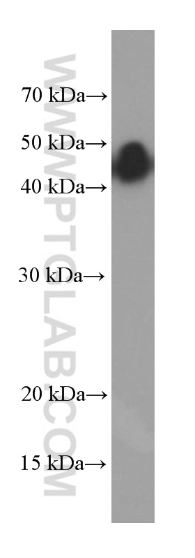 WB analysis of fetal human brain using 66253-1-Ig