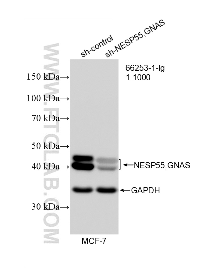 WB analysis of MCF-7 using 66253-1-Ig WB analysis of MCF-7 using 66253-1-Ig
