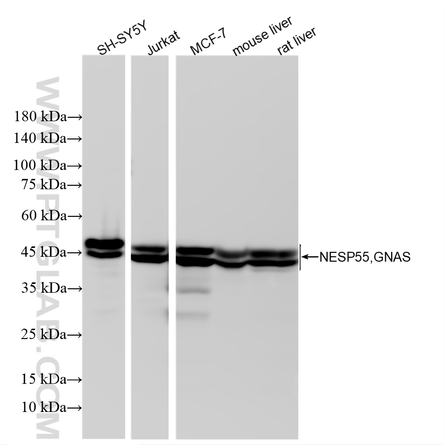 WB analysis using 81802-2-RR (same clone as 81802-2-PBS) WB analysis using 81802-2-RR (same clone as 81802-2-PBS)