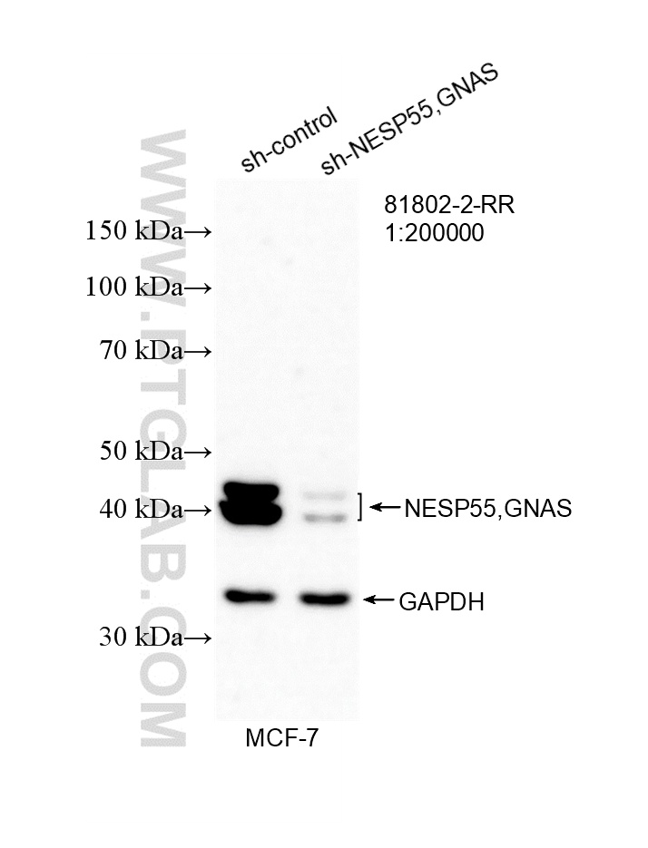 WB analysis of MCF-7 using 81802-2-RR (same clone as 81802-2-PBS) WB analysis of MCF-7 using 81802-2-RR (same clone as 81802-2-PBS)