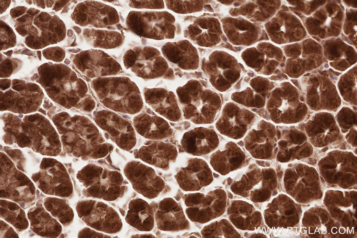 IHC staining of mouse stomach using 12740-1-AP