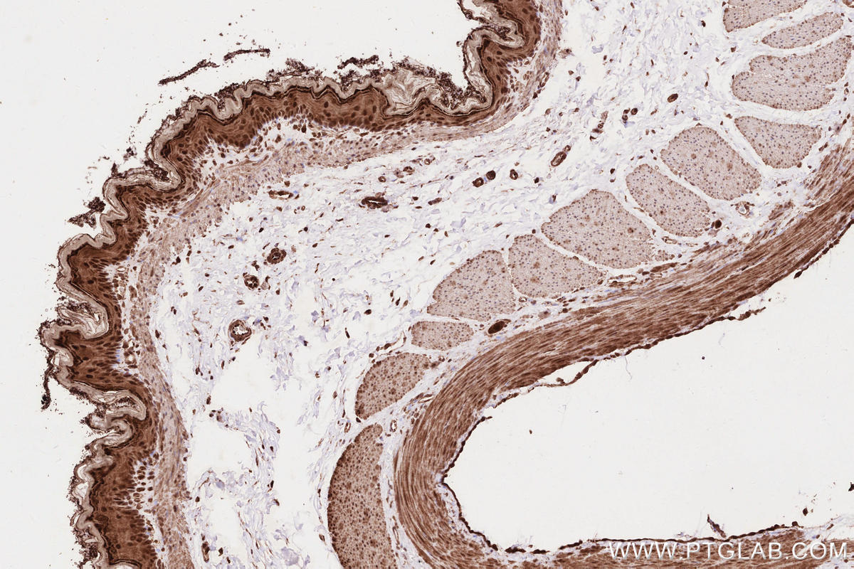 IHC staining of rat stomach using 12740-1-AP
