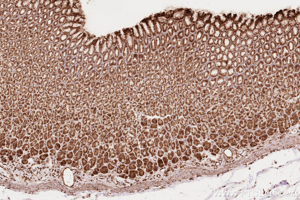 IHC staining of rat stomach using 12740-1-AP