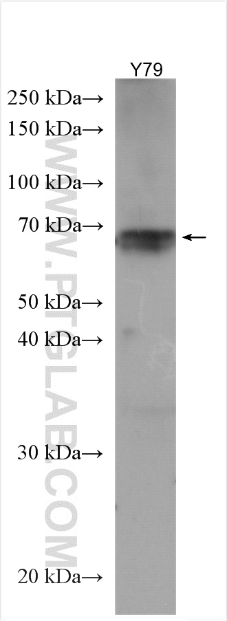 WB analysis of Y79 using 12740-1-AP