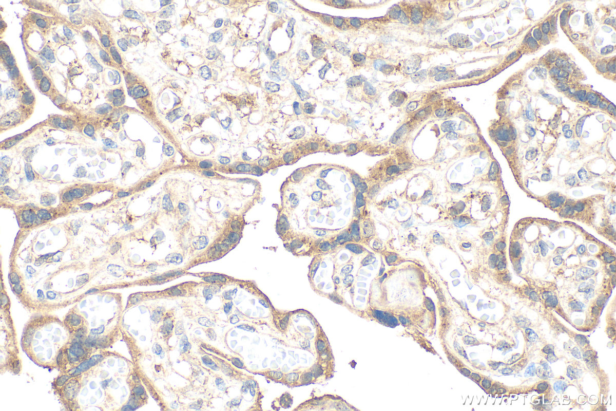 IHC staining of human placenta using 28167-1-AP