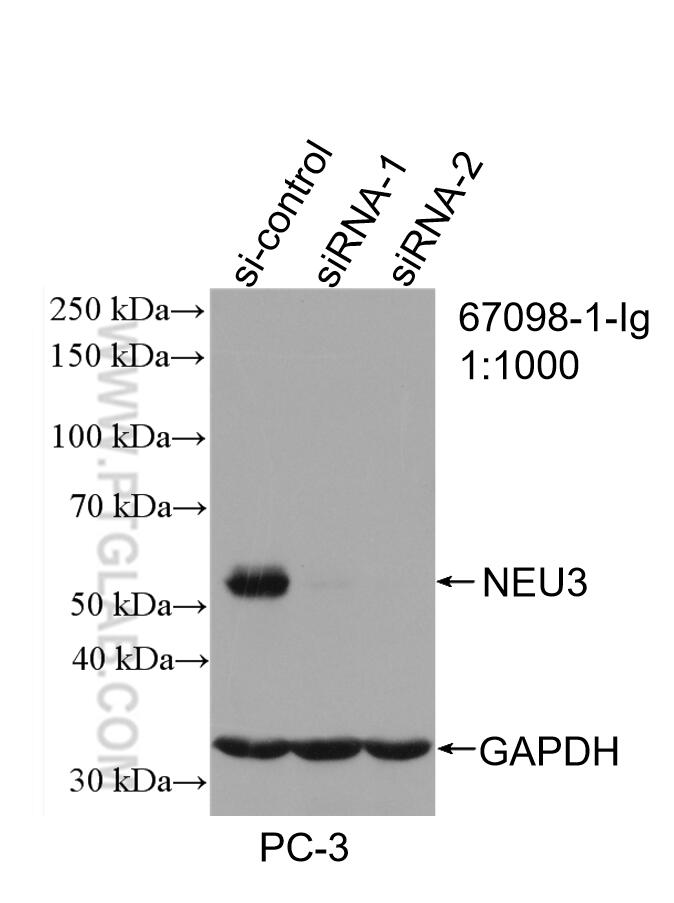 WB analysis of PC-3 using 67098-1-Ig