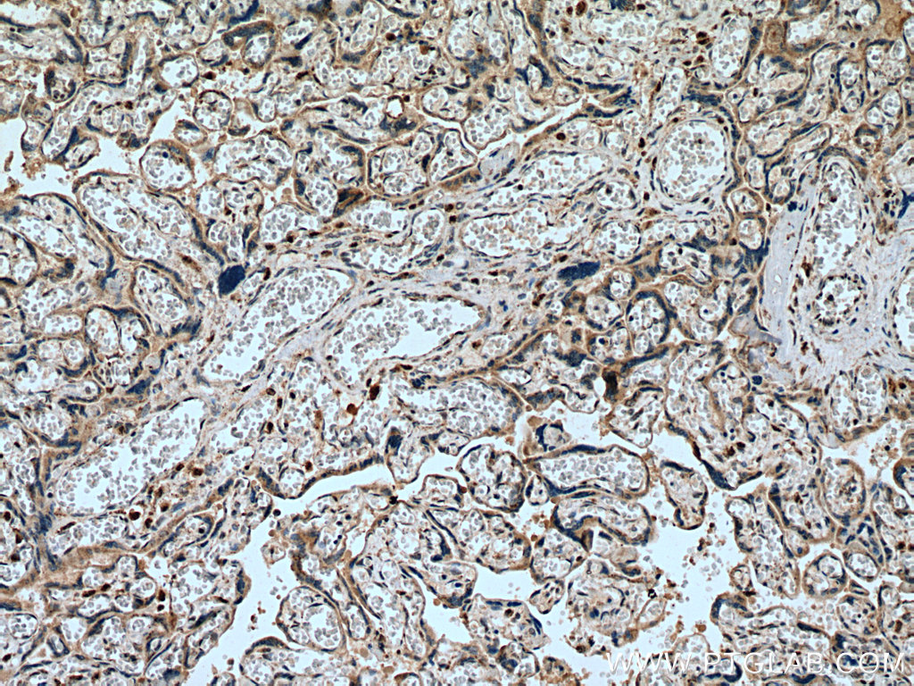 IHC staining of human placenta using 12995-1-AP