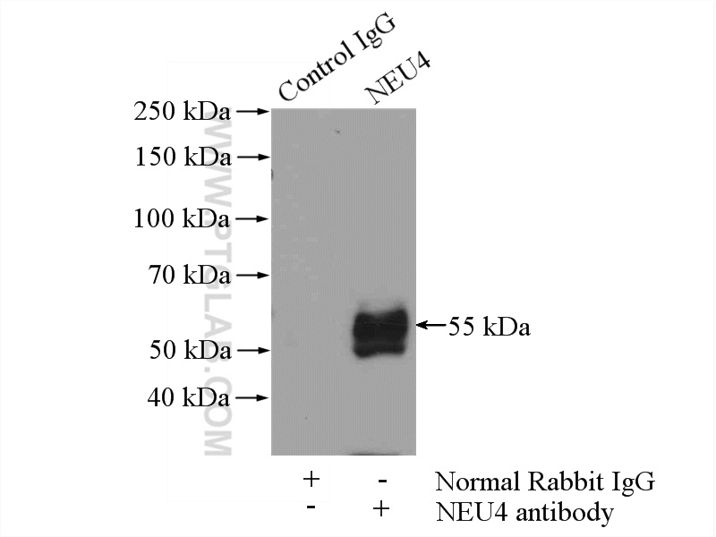 IP experiment of L02 using 12995-1-AP