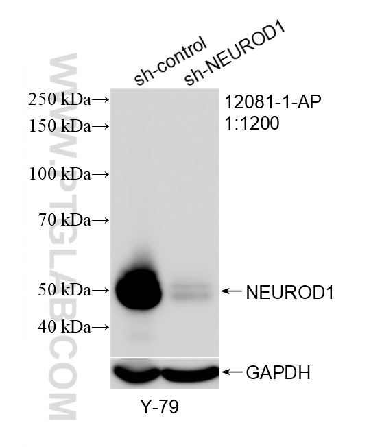 WB analysis of Y79 using 12081-1-AP