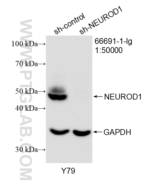 WB analysis of Y79 using 66691-1-Ig
